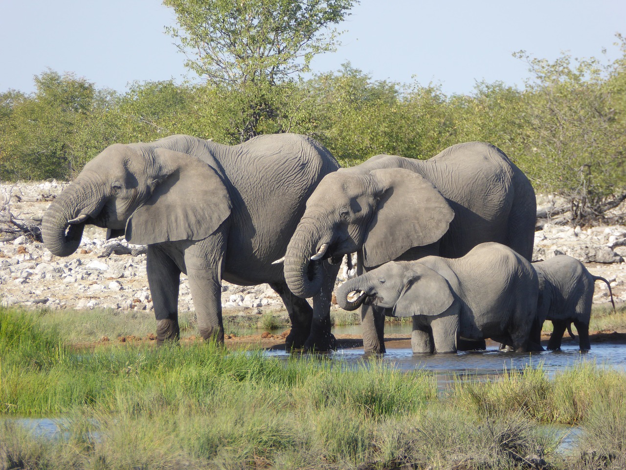 elephant-g056ae00fb_1280