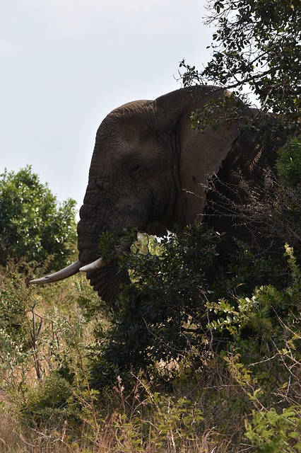 elephant-g87d352dc9_640