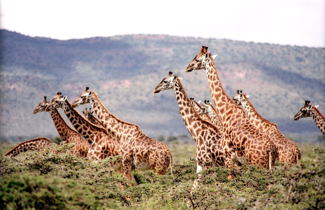 Giraffe