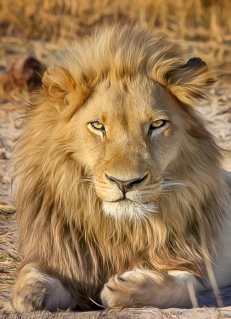 lion-g858d292ba_640