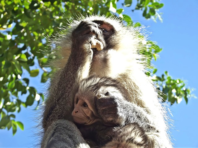 monkey-g10b25726c_640
