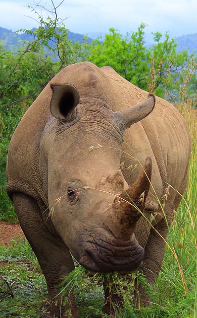 rhino-ge819a0a77_640