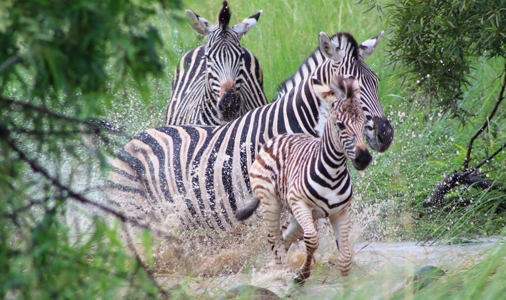 Zebra